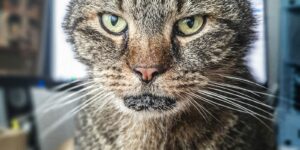 Ältere Katze – bei Vorerkrankungen gibt es oft dennoch passende Versicherungsoptionen