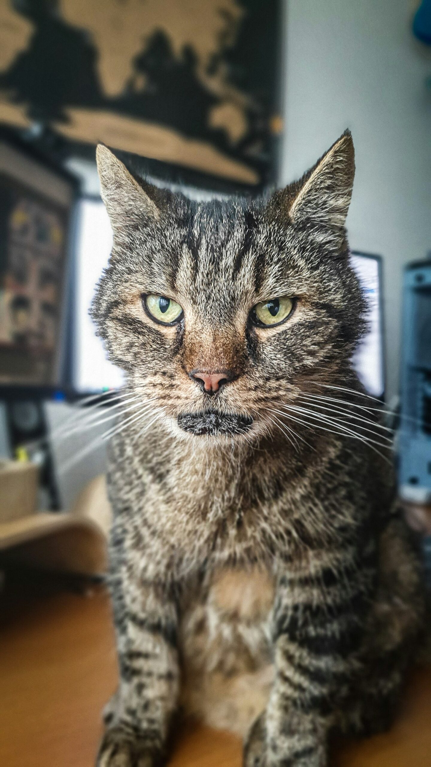 Ältere Katze