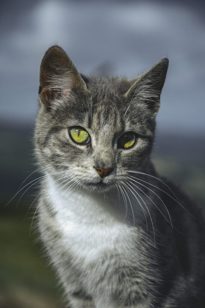 Gesunde Katze – Katzenversicherung im Vergleich