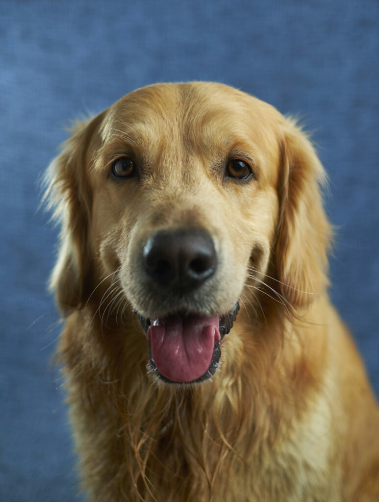 Gesunder Hund – Hundeversicherung im Vergleich