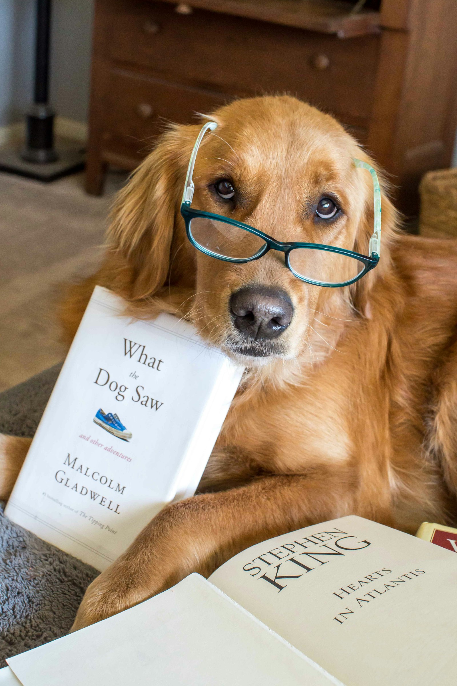 Hund mit Brille prüft Angaben