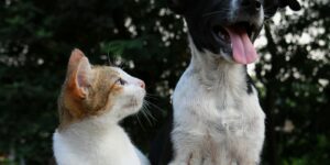 Hund und Katze – Tierversicherungs-Updates 2026