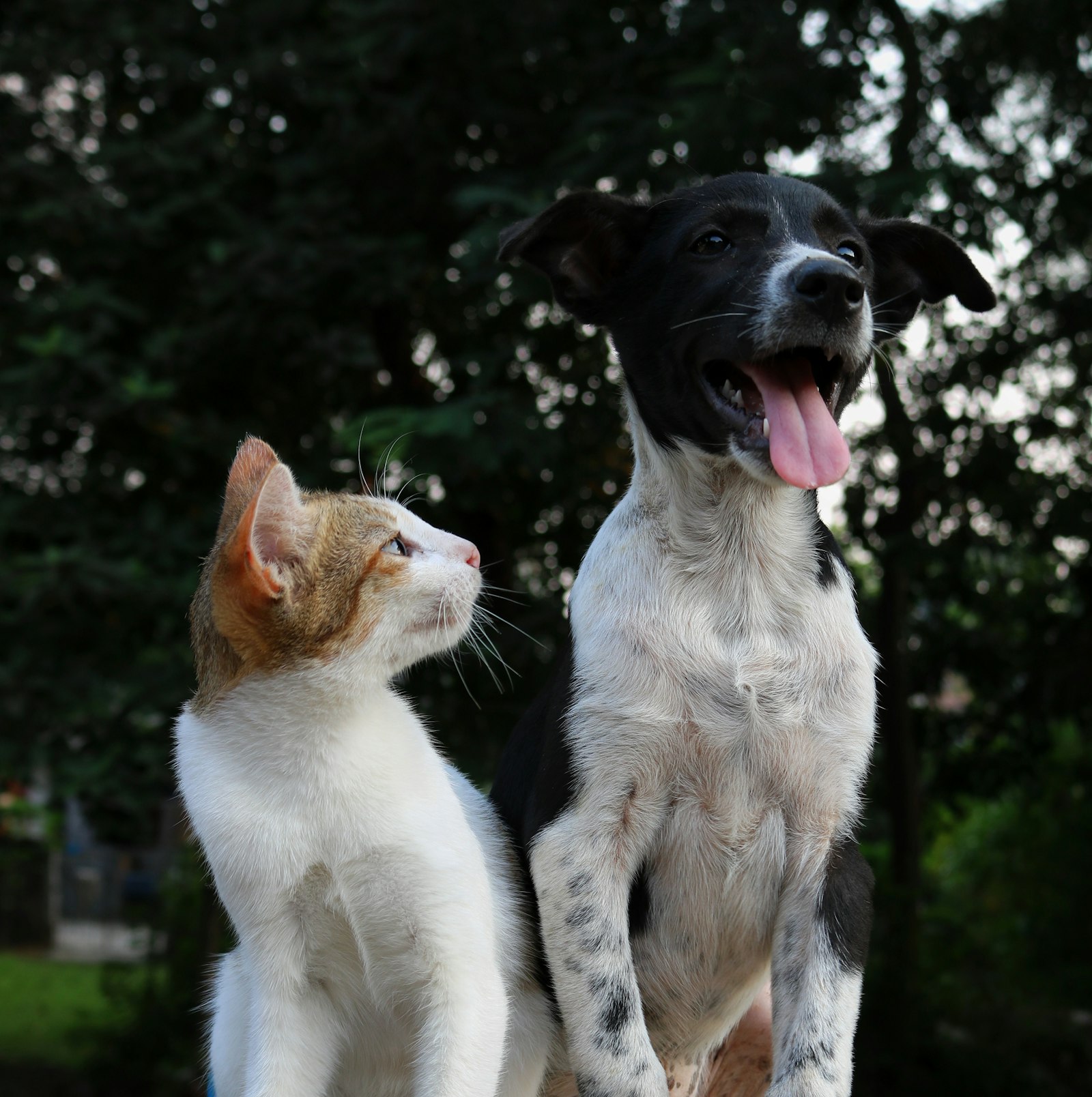Hund und Katze