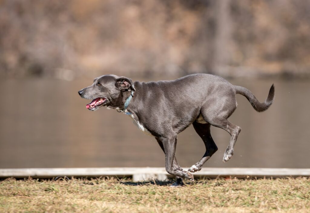 Hund läuft im Park