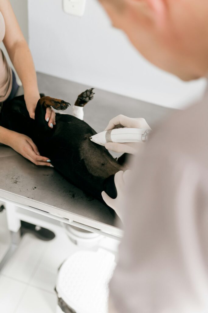 Hund beim Tierarzt
