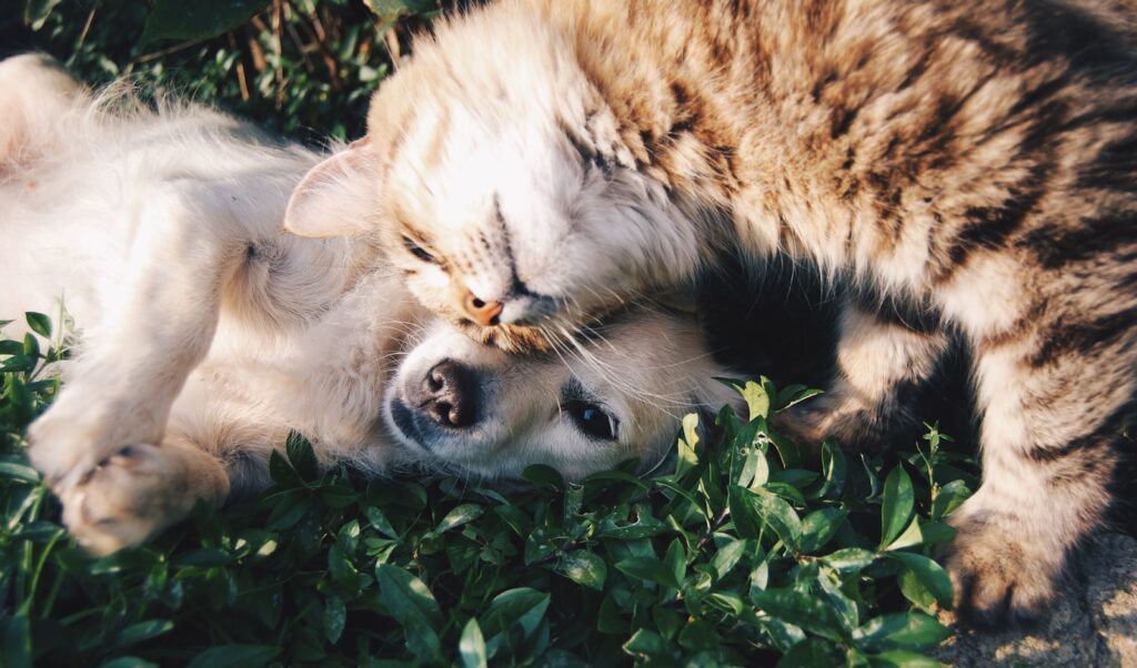 Hund und Katze gemeinsam – Tierversicherung für beide Tierarten im Vergleich