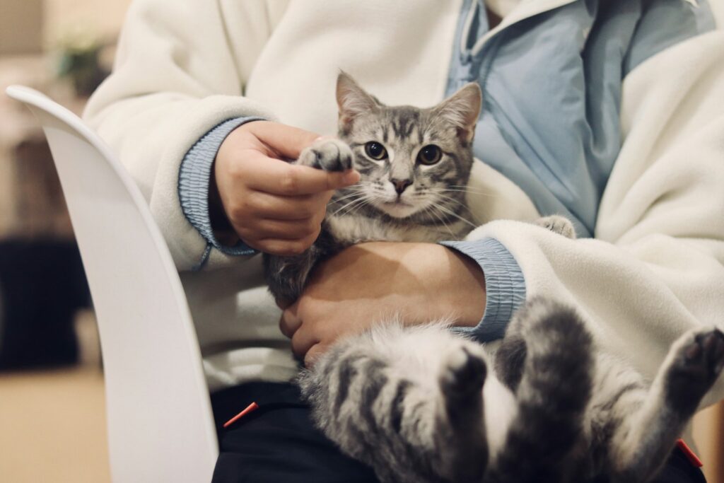 Katze wird gehalten