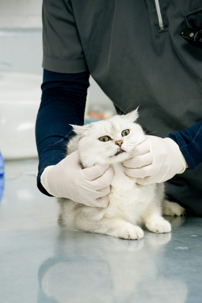 Katze beim Tierarzt