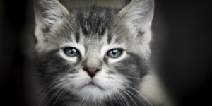 Junge Katze