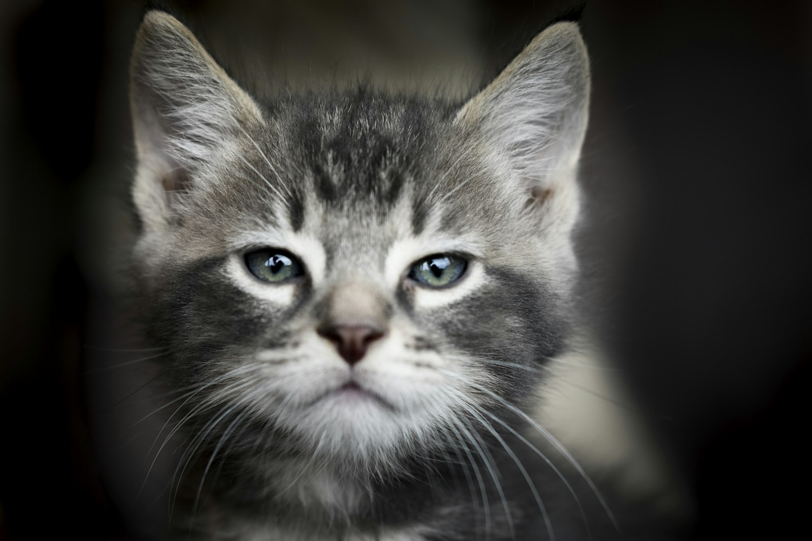 Junge Katze
