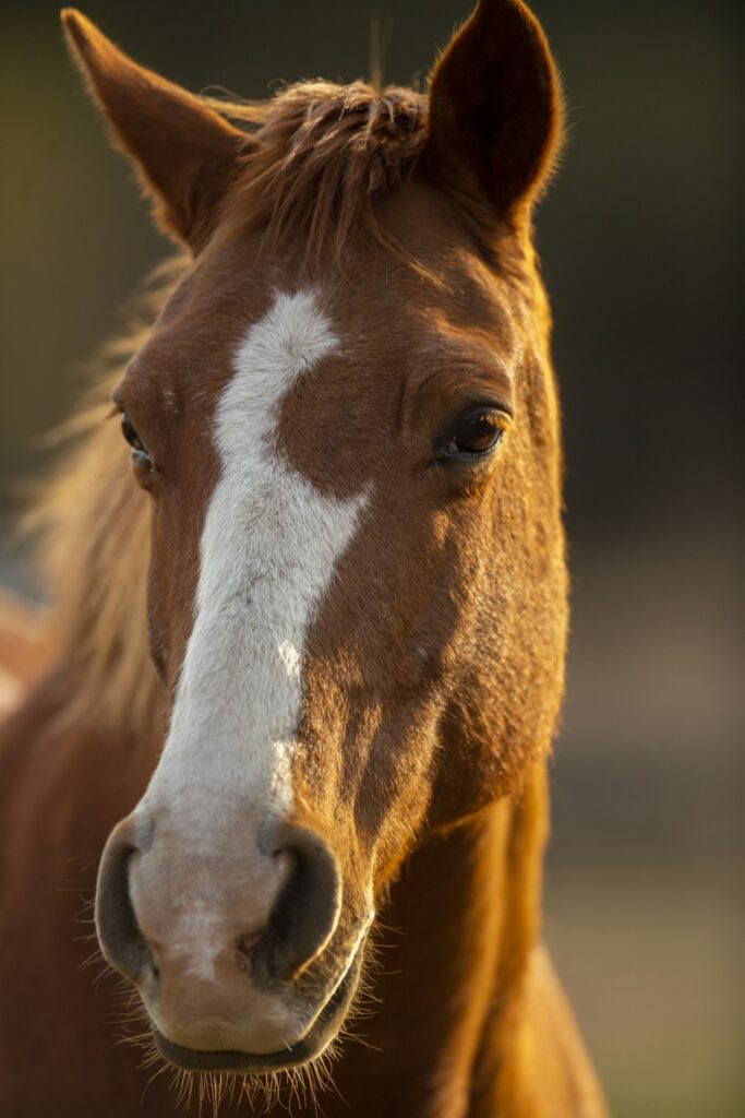 Pferdeportrait