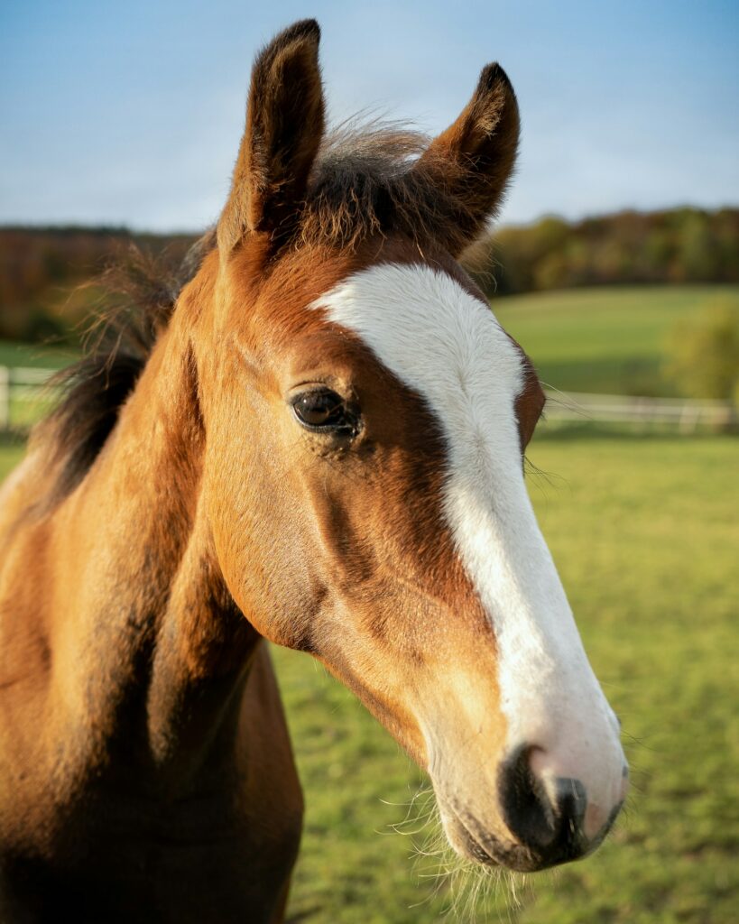 Pferd auf der Weide