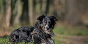 Entspannte Hündin