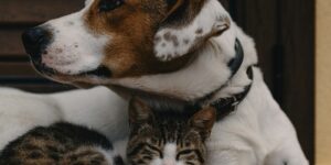 Hund und Katze