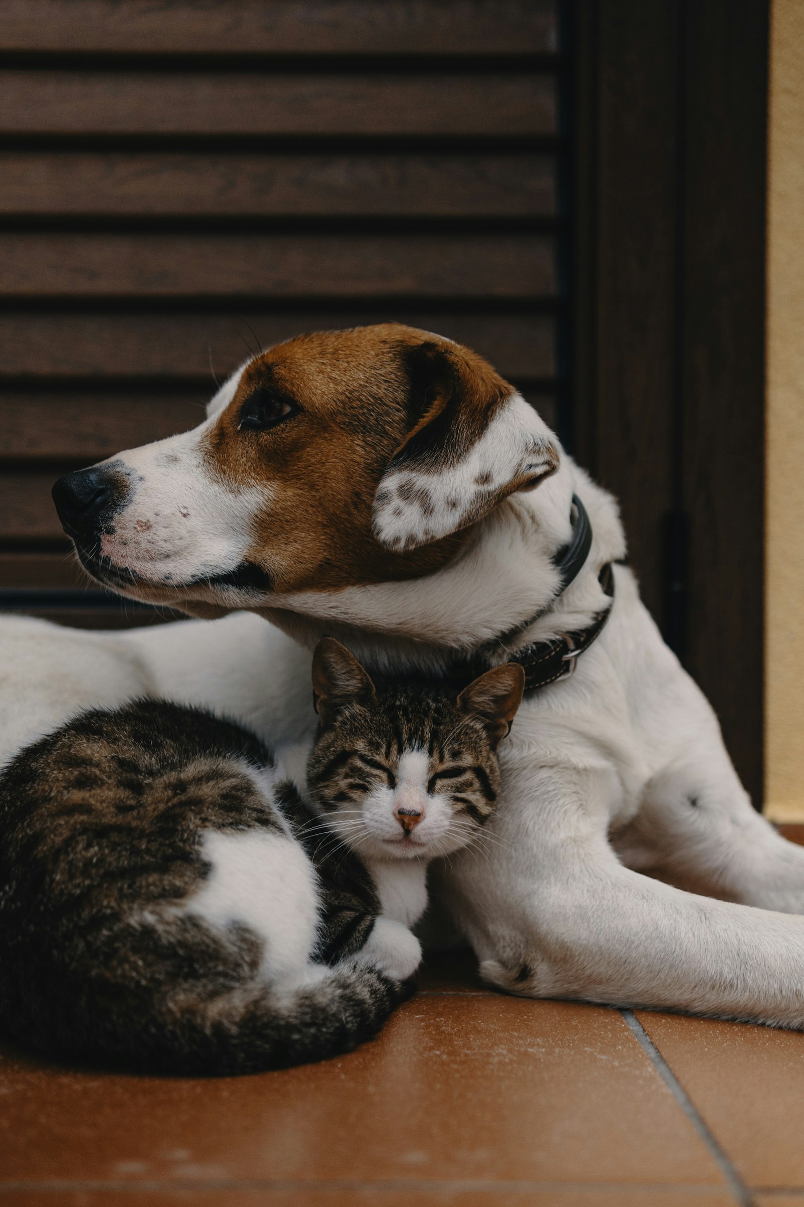 Hund und Katze
