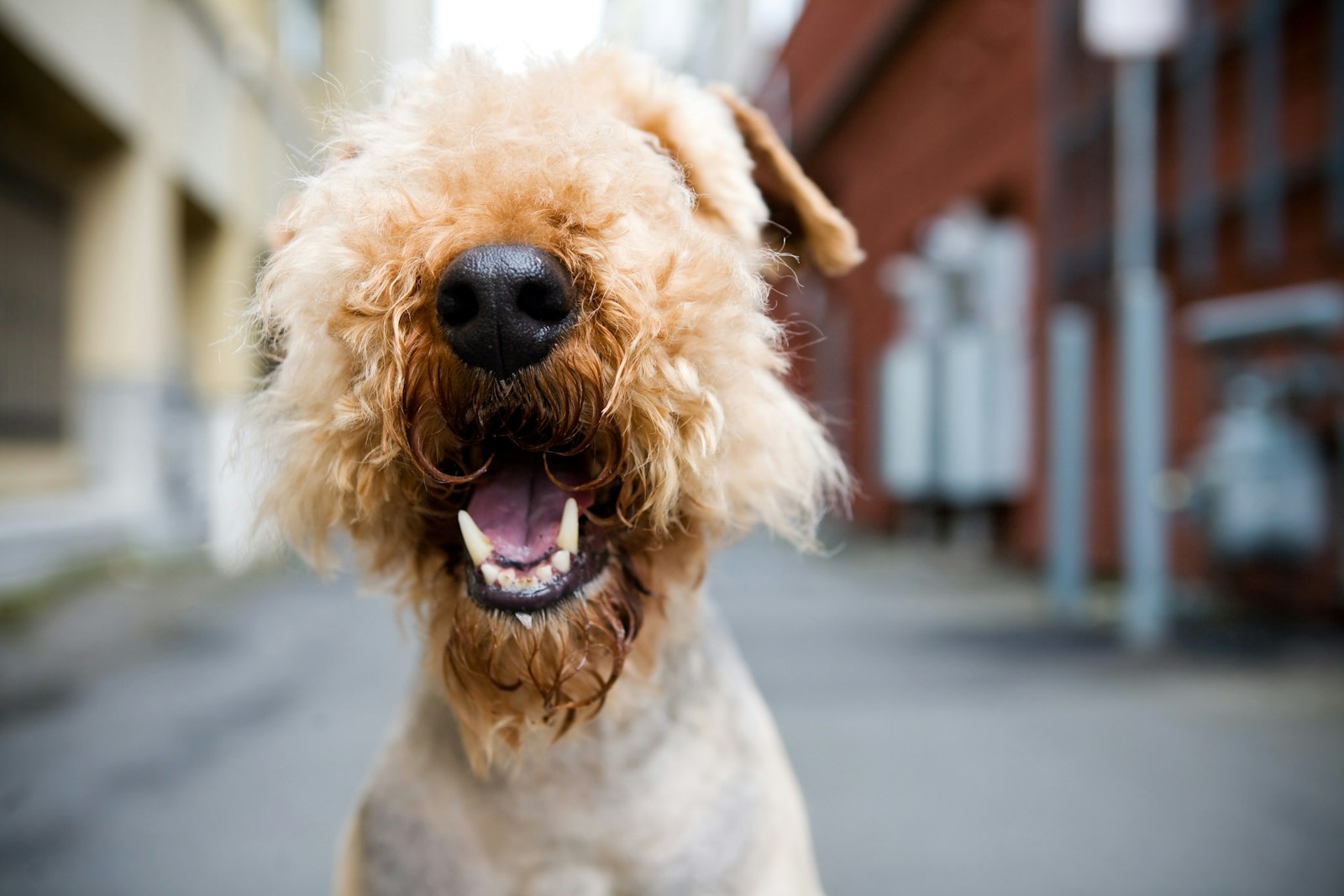 Lächelnder Hund