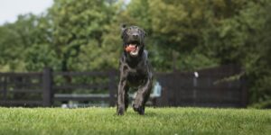 Laufender Hund