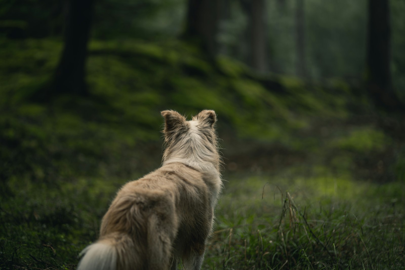 Hund auf der Wiese