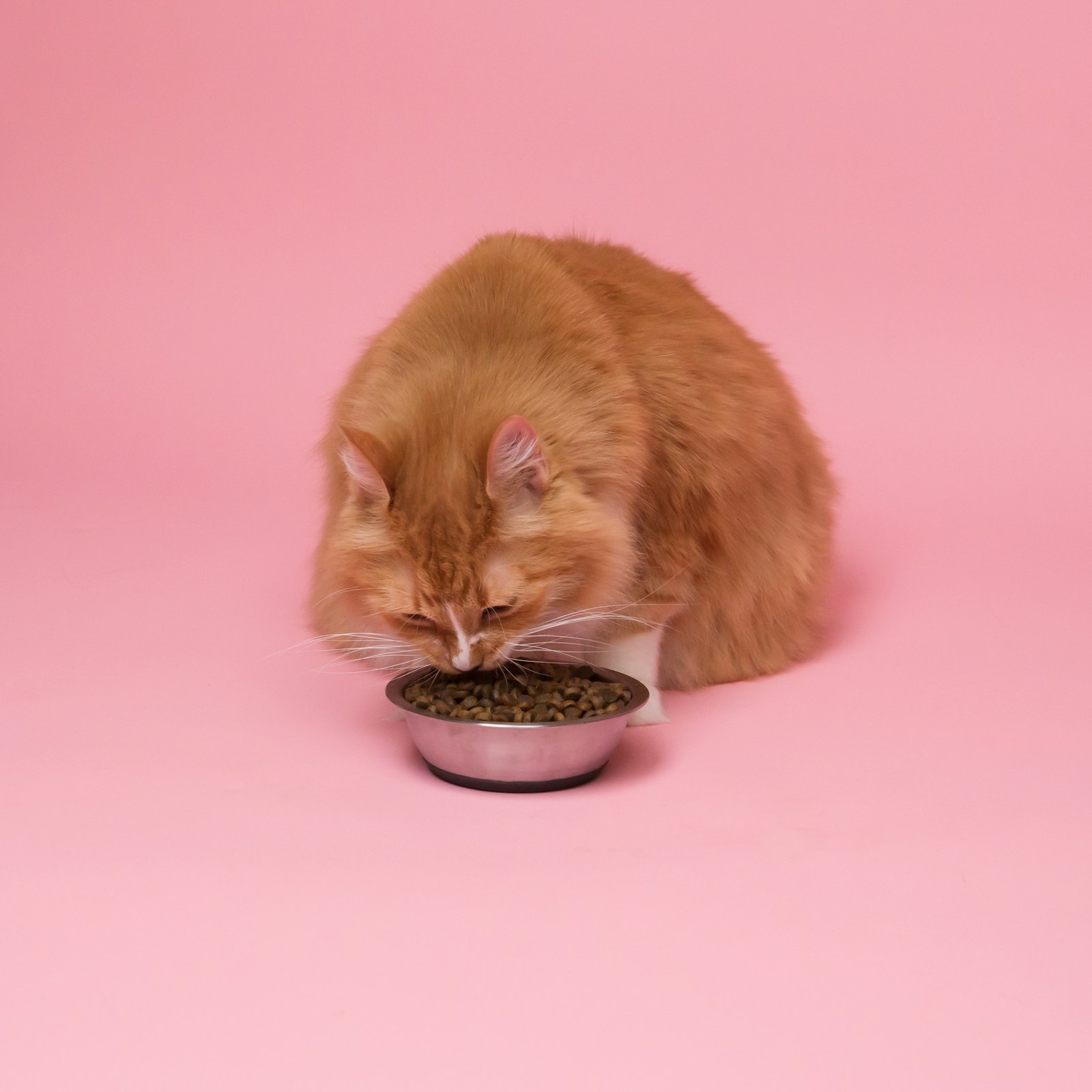 Katze beim Fressen