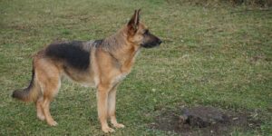 Deutscher Schäferhund