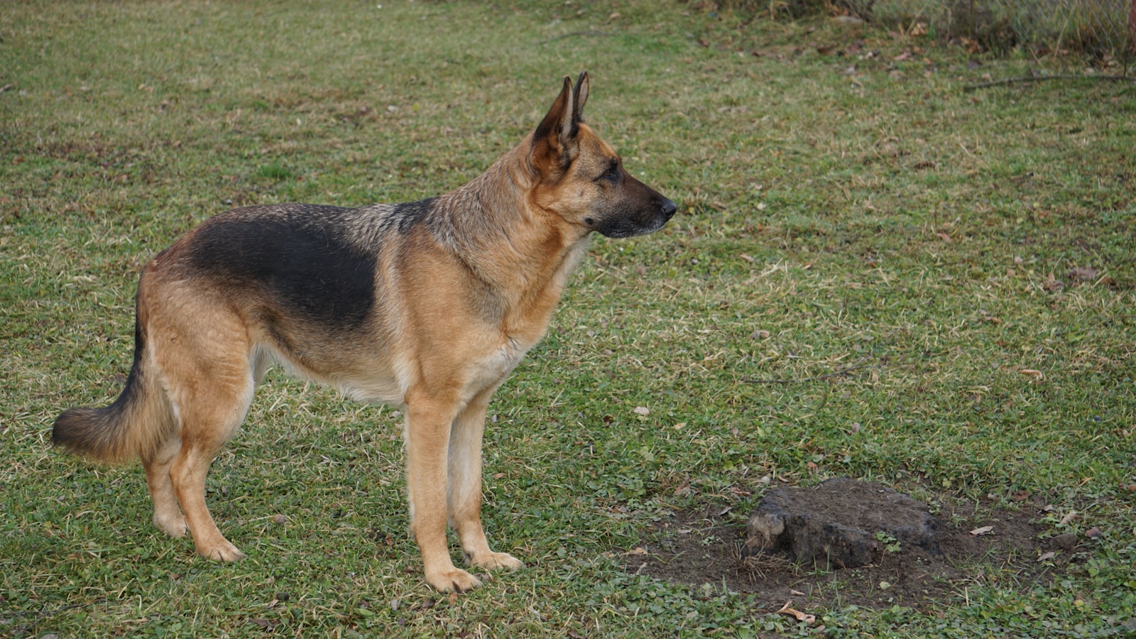 Deutscher Schäferhund