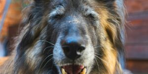 Glücklicher Seniorhund